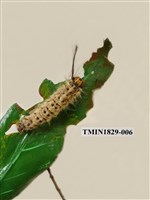 藏品(青枯葉蛾)的圖片